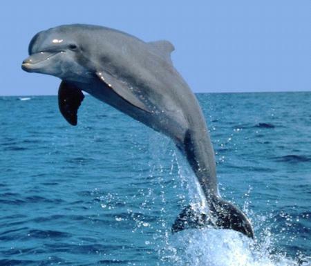 Guesthouse On Dolphin Safety Bay Bagian luar foto